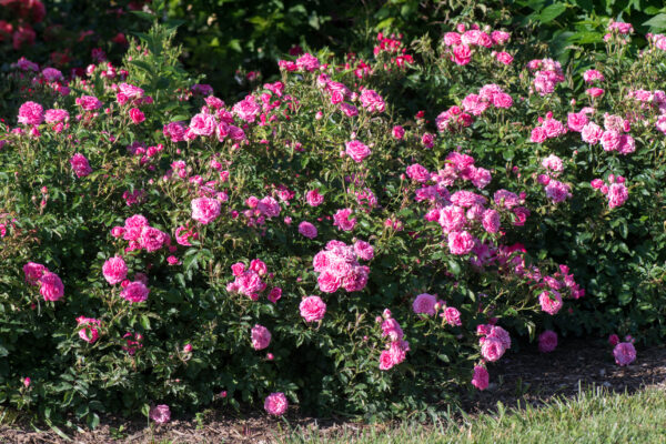 Rosa Sweet Drift® - Image 2
