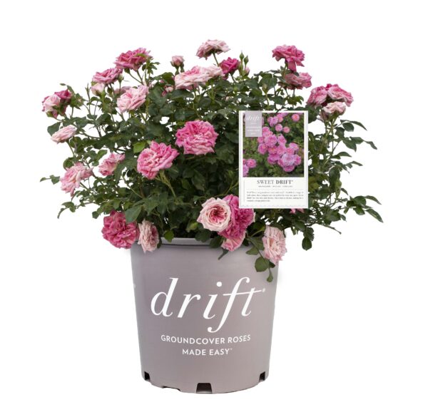 Rosa Sweet Drift® - Image 4