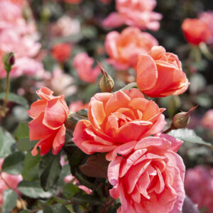 Rosa The Knock Out® Coral (KO)