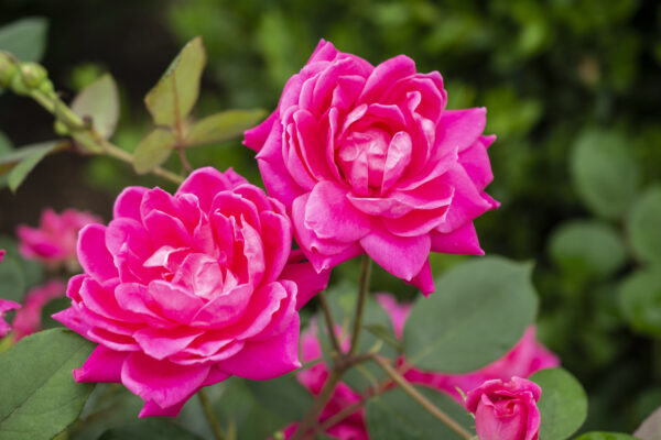 Rosa The Knock Out® Double Pink (KO) - Image 3