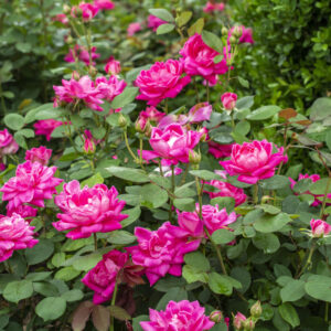 Rosa The Knock Out® Double Pink (KO)