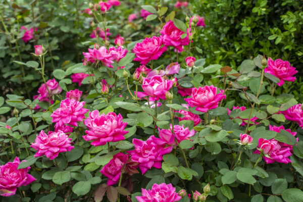 Rosa The Knock Out® Double Pink (KO)