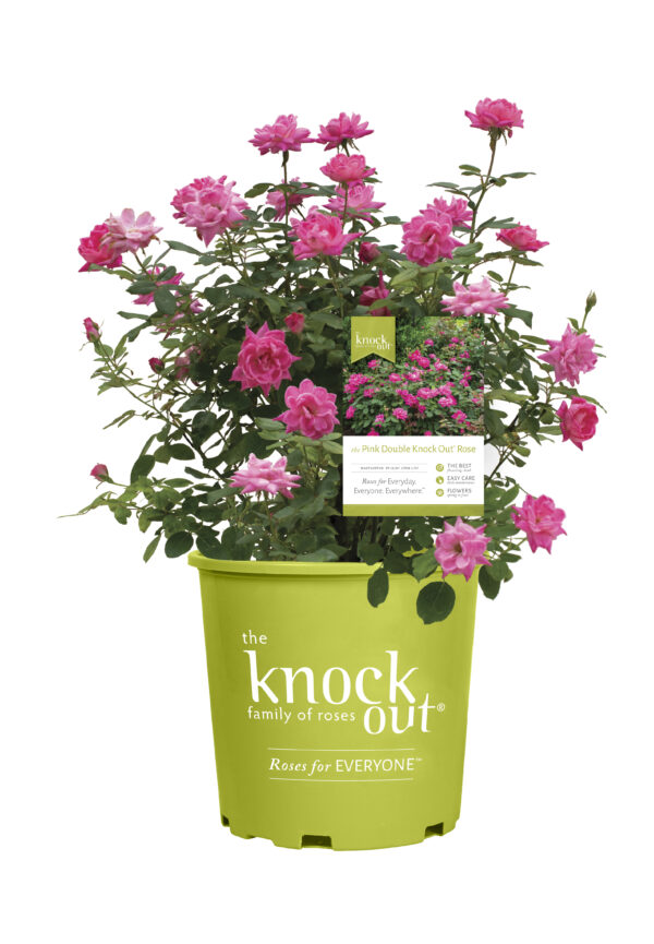 Rosa The Knock Out® Double Pink (KO) - Image 4