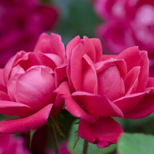 Rosa The Knock Out® Double Red (KO)