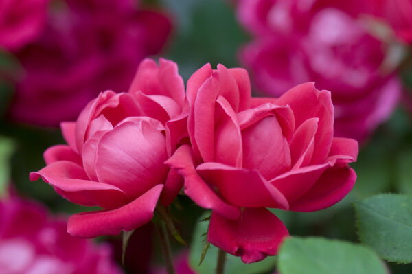 Rosa The Knock Out® Double Red (KO)