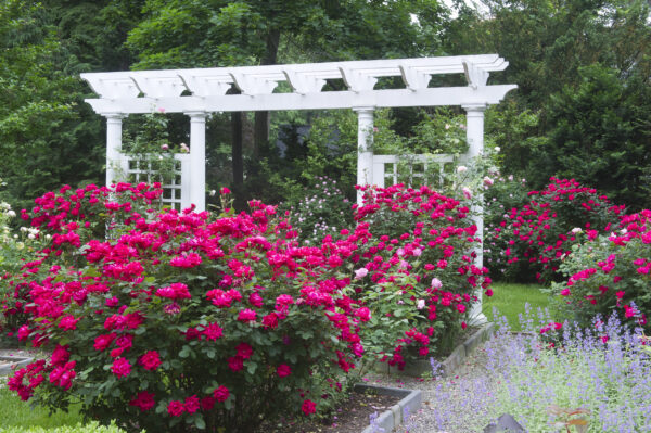 Rosa The Knock Out® Double Red (KO) - Image 2