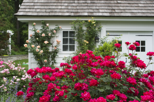 Rosa The Knock Out® Double Red (KO) - Image 3