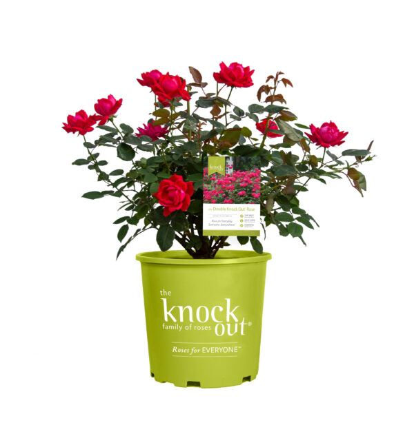 Rosa The Knock Out® Double Red (KO) - Image 4