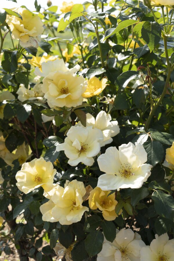 Rosa The Knock Out® Easy Bee-zy™ (KO)
