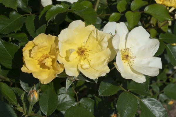 Rosa The Knock Out® Easy Bee-zy™ (KO) - Image 3