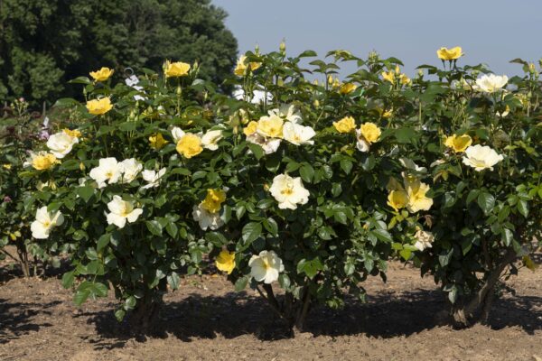 Rosa The Knock Out® Easy Bee-zy™ (KO) - Image 2