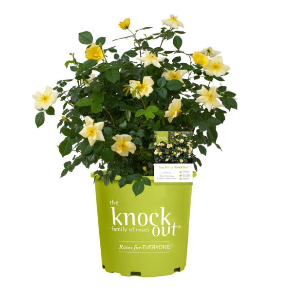 Rosa The Knock Out® Easy Bee-zy™ (KO) - Image 5