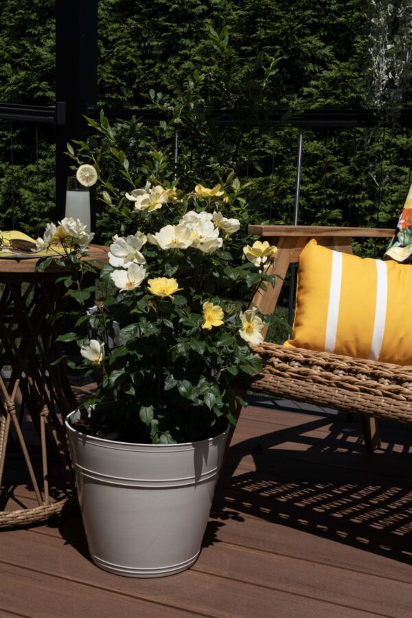 Rosa The Knock Out® Easy Bee-zy™ (KO) - Image 4