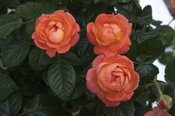 Rosa The Knock Out® Orange Glow™ (KO)