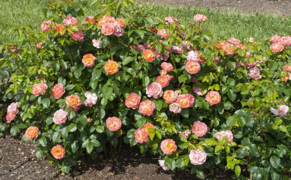 Rosa The Knock Out® Orange Glow™ (KO) - Image 2