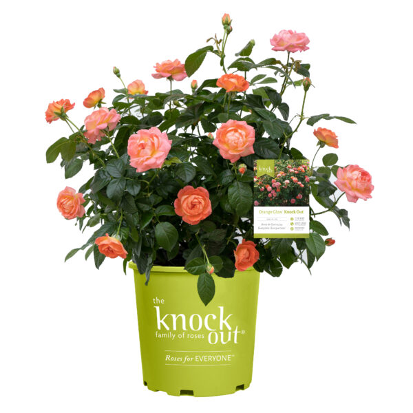 Rosa The Knock Out® Orange Glow™ (KO) - Image 6