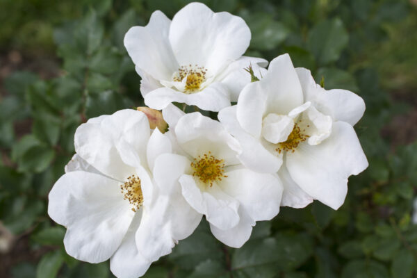 Rosa The Knock Out® White (KO) - Image 3