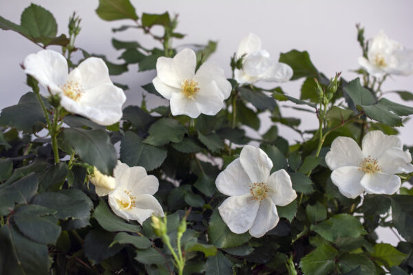 Rosa The Knock Out® White (KO) - Image 2