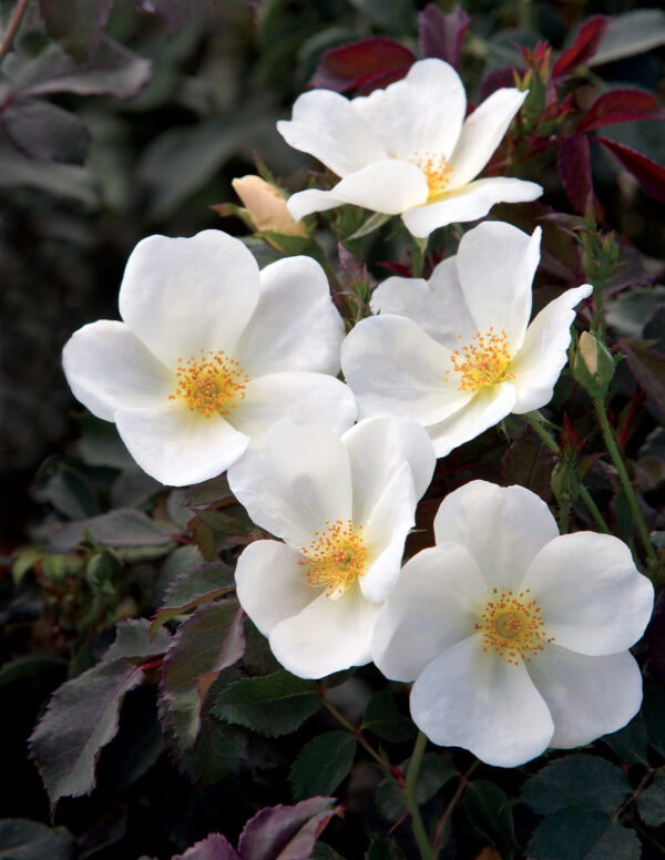 Rosa The Knock Out® White (KO)