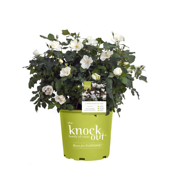 Rosa The Knock Out® White (KO) - Image 4