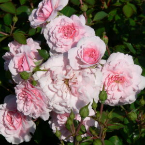 Rosa meidiland Bonica®