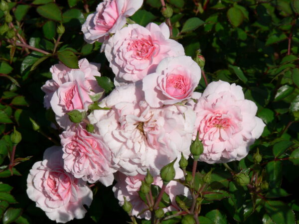 Rosa meidiland Bonica®