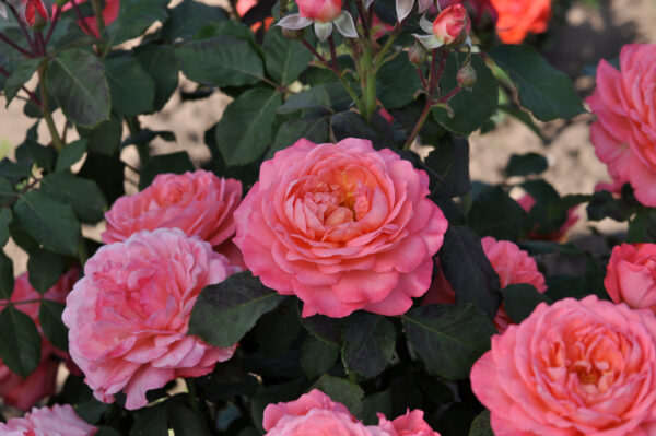 Rosa x Reminiscent® Coral (PW)