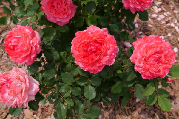 Rosa x Reminiscent® Coral (PW) - Image 4