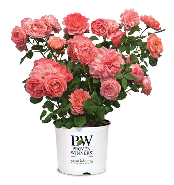 Rosa x Reminiscent® Coral (PW) - Image 5