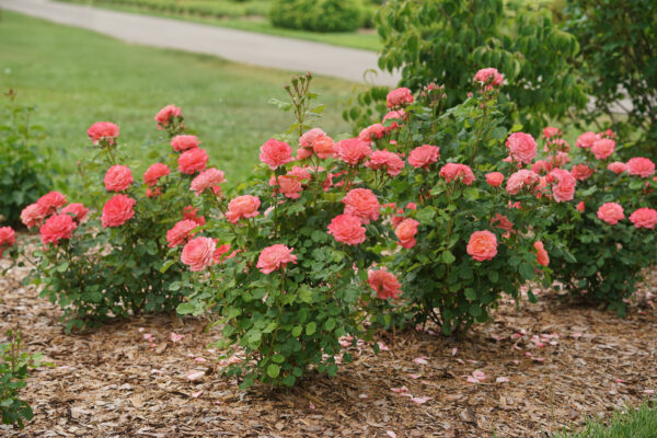 Rosa x Reminiscent® Coral (PW) - Image 3
