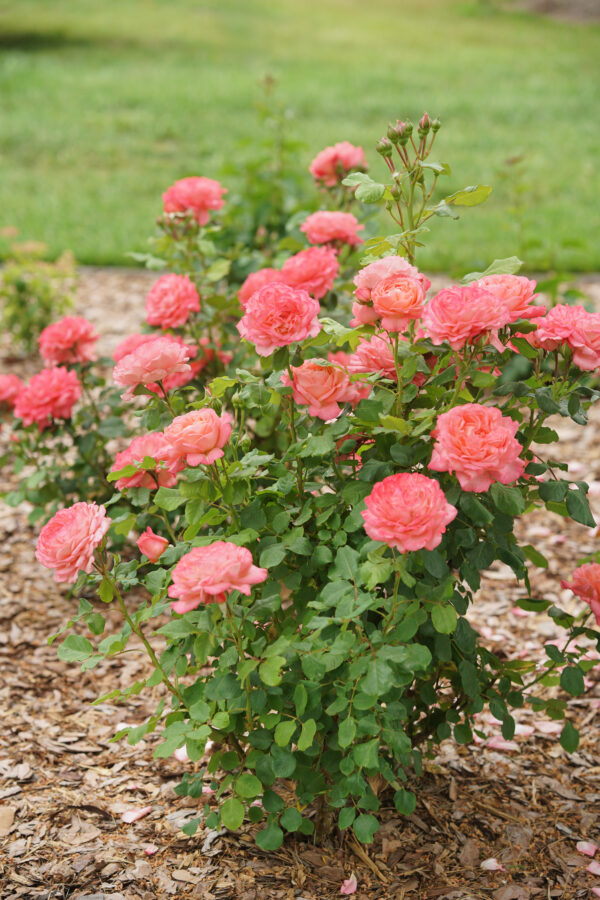 Rosa x Reminiscent® Coral (PW) - Image 2