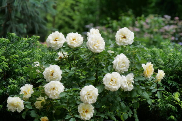 Rosa x Reminiscent® Crema (PW)