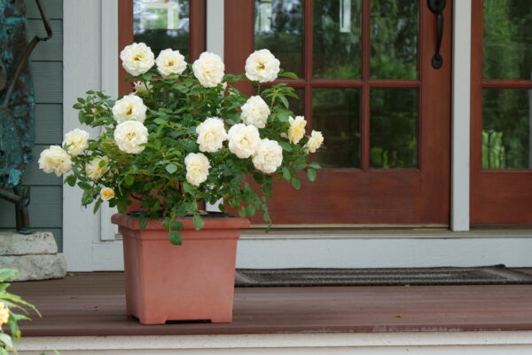 Rosa x Reminiscent® Crema (PW) - Image 3