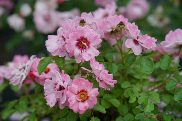 Rosa x Ringo® Double Pink (PW)