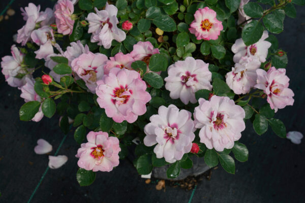 Rosa x Ringo® Double Pink (PW) - Image 2