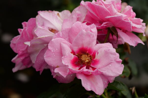 Rosa x Ringo® Double Pink (PW) - Image 3