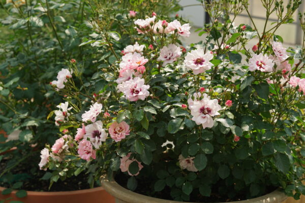 Rosa x Ringo® Double Pink (PW) - Image 4
