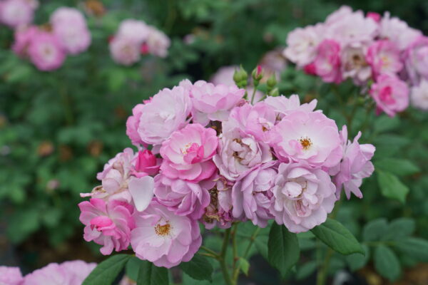 Rosa x Rise Up Lilac Days® (PW)