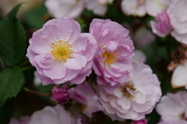 Rosa x Rise Up Lilac Days® (PW) - Image 4