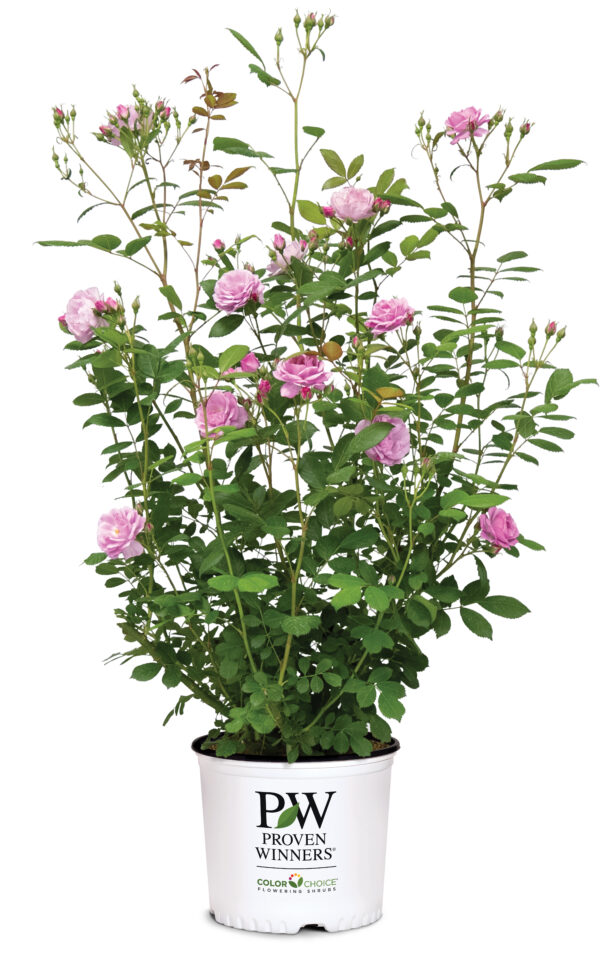 Rosa x Rise Up Lilac Days® (PW) - Image 5