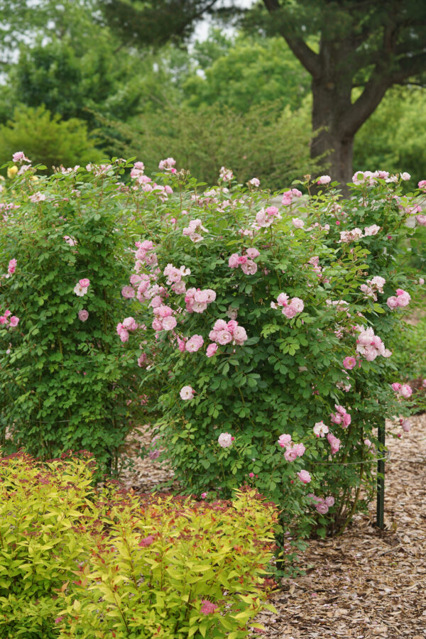 Rosa x Rise Up Lilac Days® (PW) - Image 3