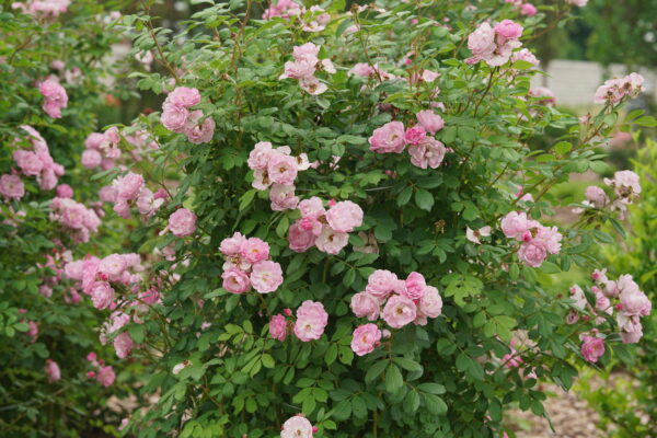 Rosa x Rise Up Lilac Days® (PW) - Image 2