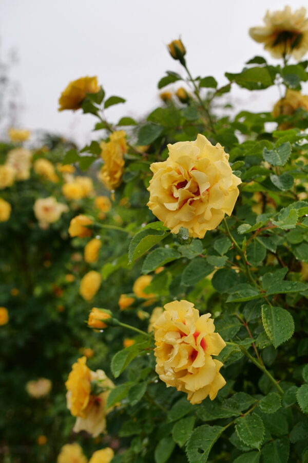 Rosa x Rise Up® Ringo® (PW)