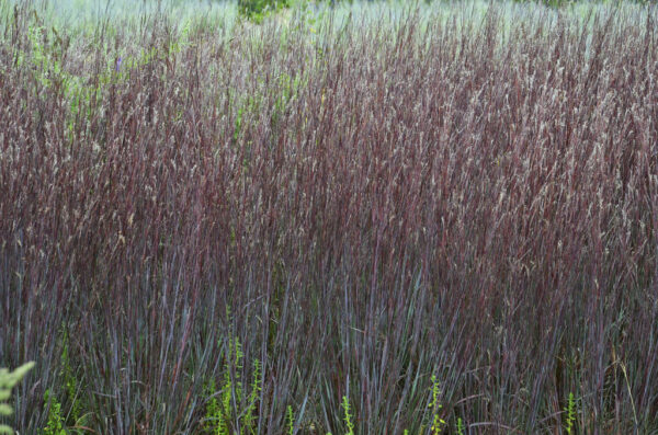 Schizachyrium Prairie Winds® Blue Paradise (PW) - Image 4