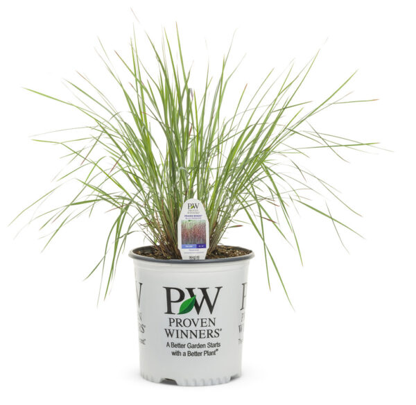 Schizachyrium Prairie Winds® Blue Paradise (PW) - Image 5