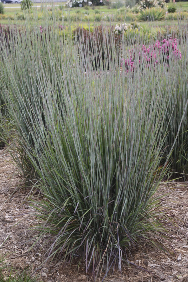 Schizachyrium Prairie Winds® Blue Paradise (PW)