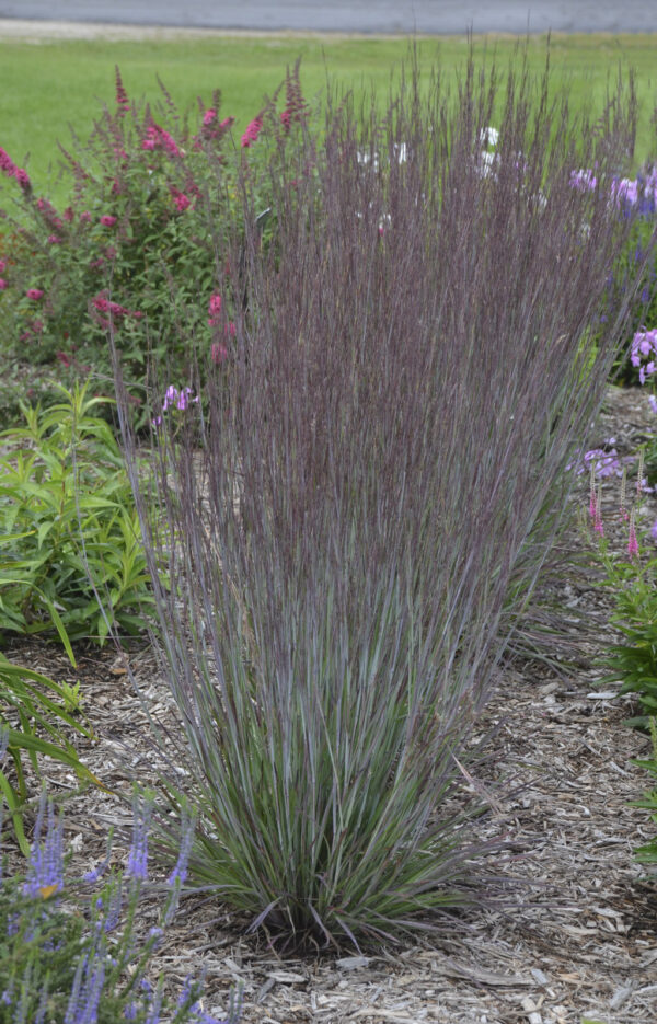 Schizachyrium Prairie Winds® Blue Paradise (PW) - Image 2