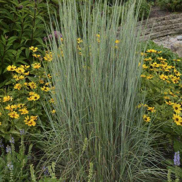Schizachyrium Prairie Winds® Blue Paradise (PW) - Image 3