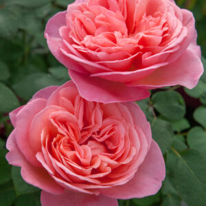 Rosa Sweet Mademoiselle™