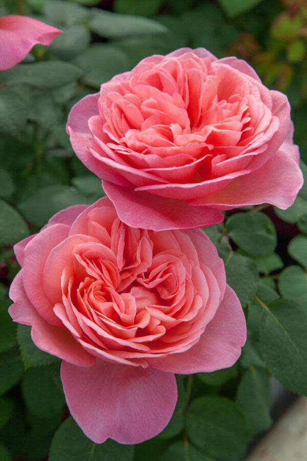 Rosa Sweet Mademoiselle™